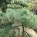 供应景松，造型黑松，造型油松，各种造型松，十公分造型松