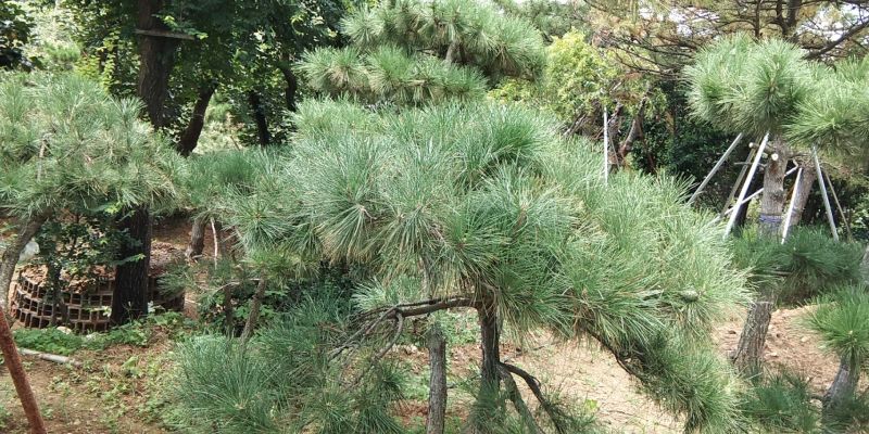 供应景松，造型黑松，造型油松，各种造型松，十公分造型松