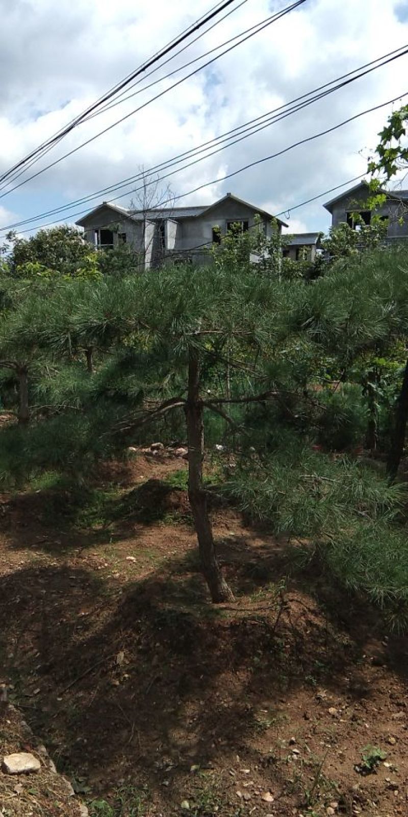 供应景松，造型黑松，造型油松，各种造型松，十公分造型松