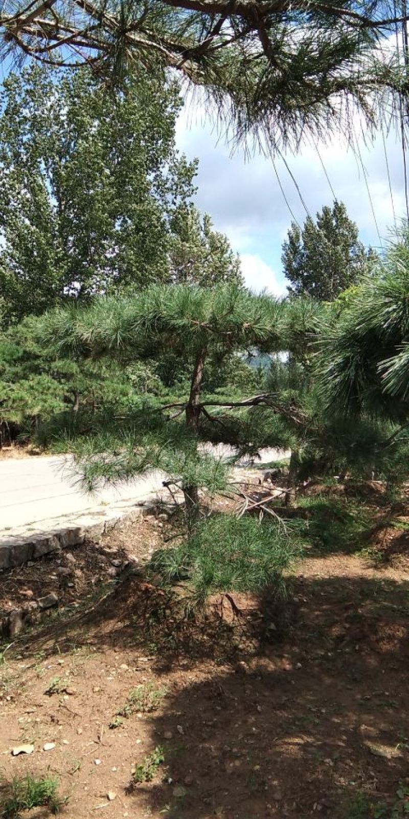 供应景松，造型黑松，造型油松，各种造型松，十公分造型松