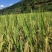 稻草，全人工收割长度整齐80-95左右