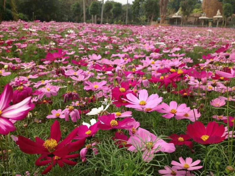 波斯菊种子格桑花种子花海打造