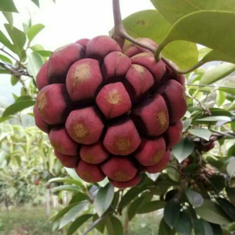 布福娜鲜果