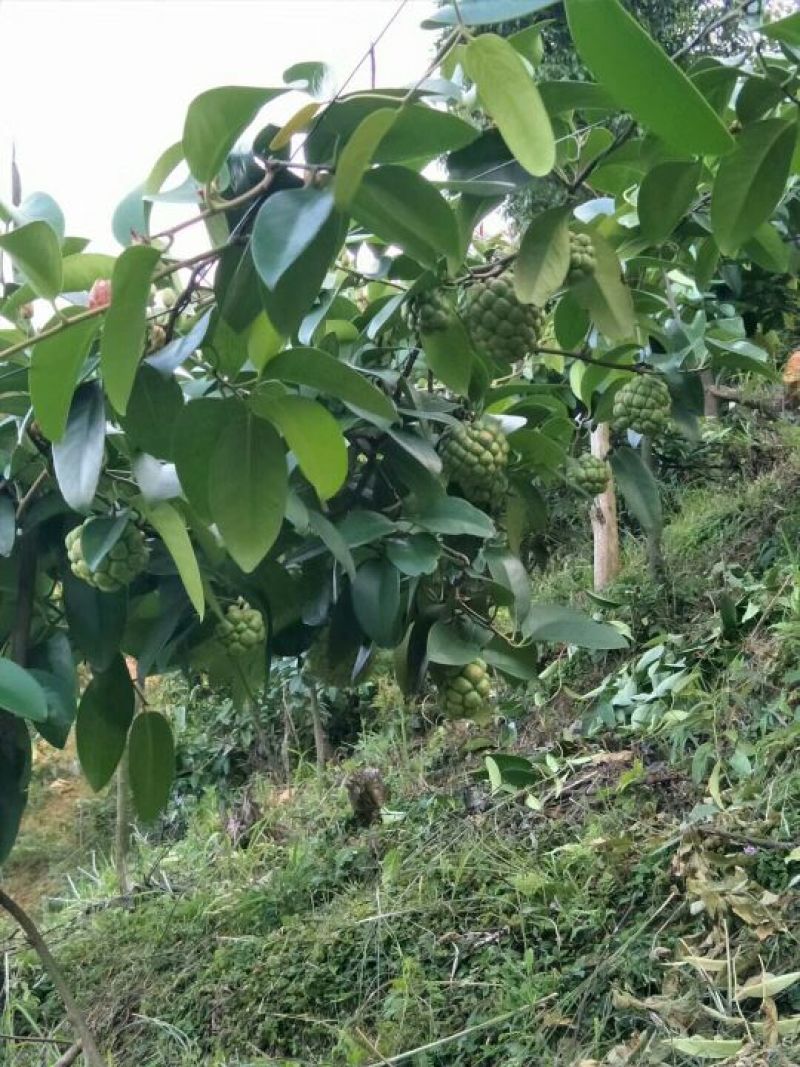 布福娜鲜果