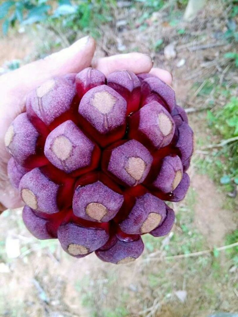 布福娜鲜果