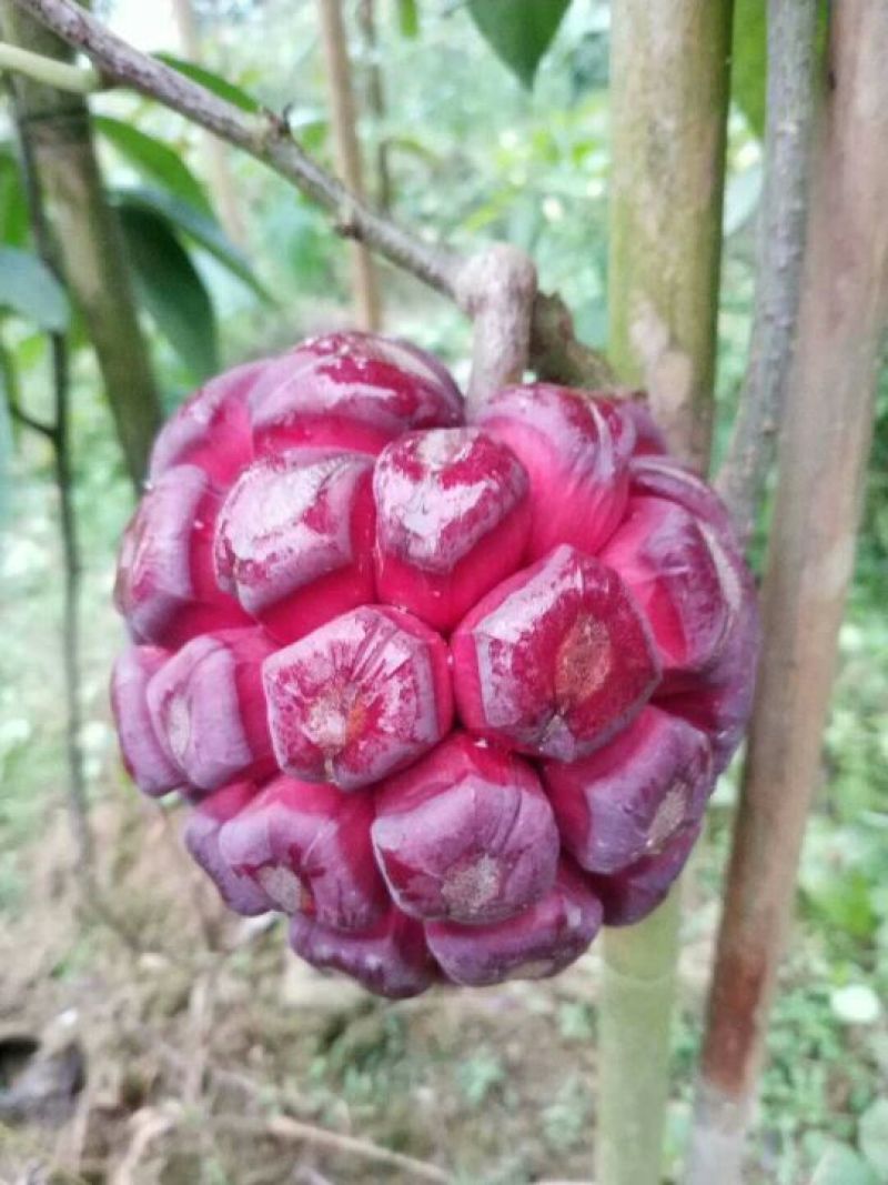 布福娜鲜果