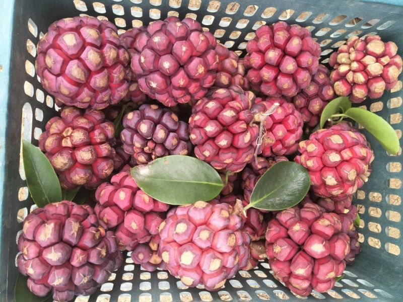 布福娜鲜果