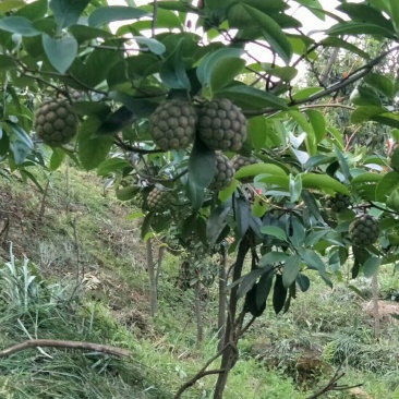 布福娜鲜果