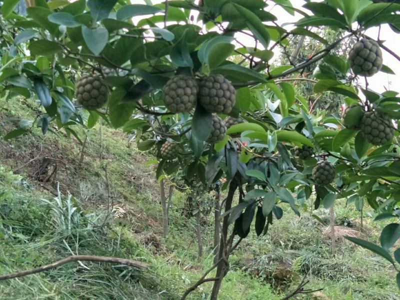 布福娜鲜果