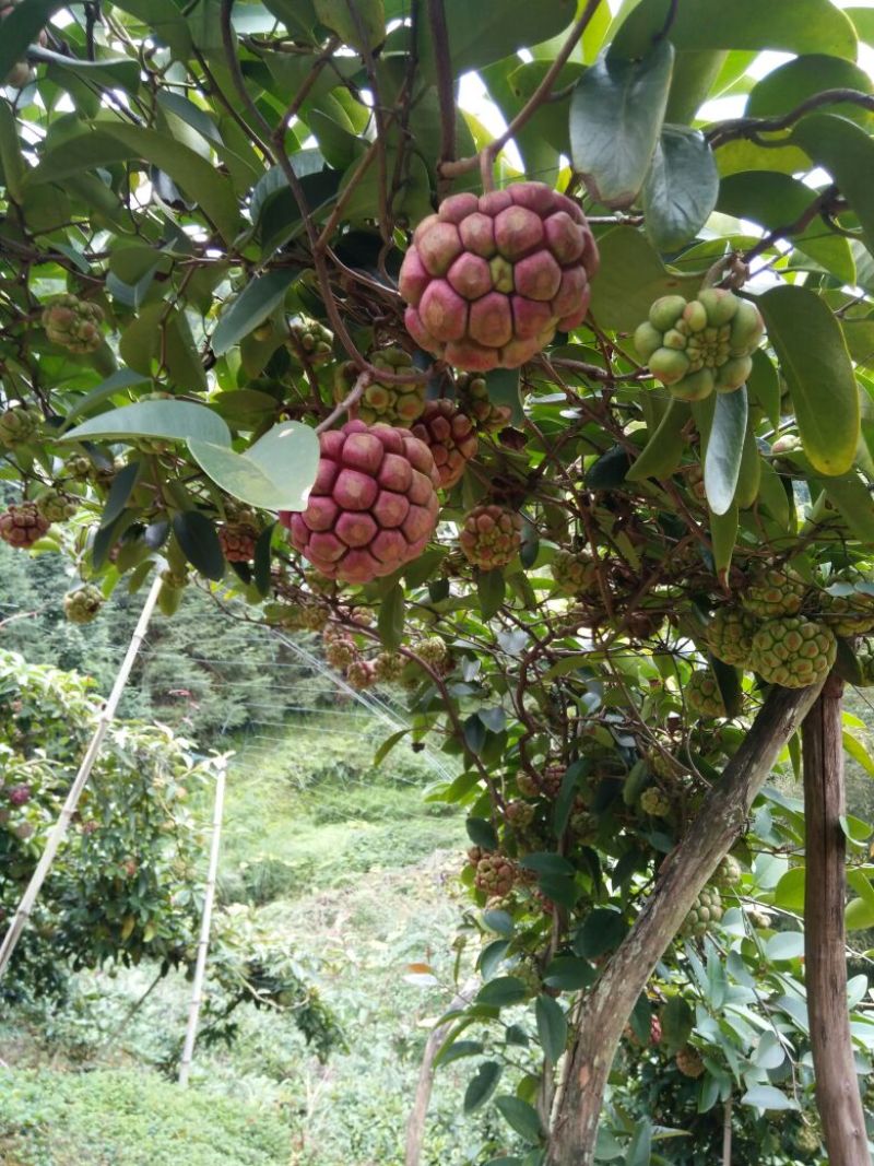 布福娜鲜果