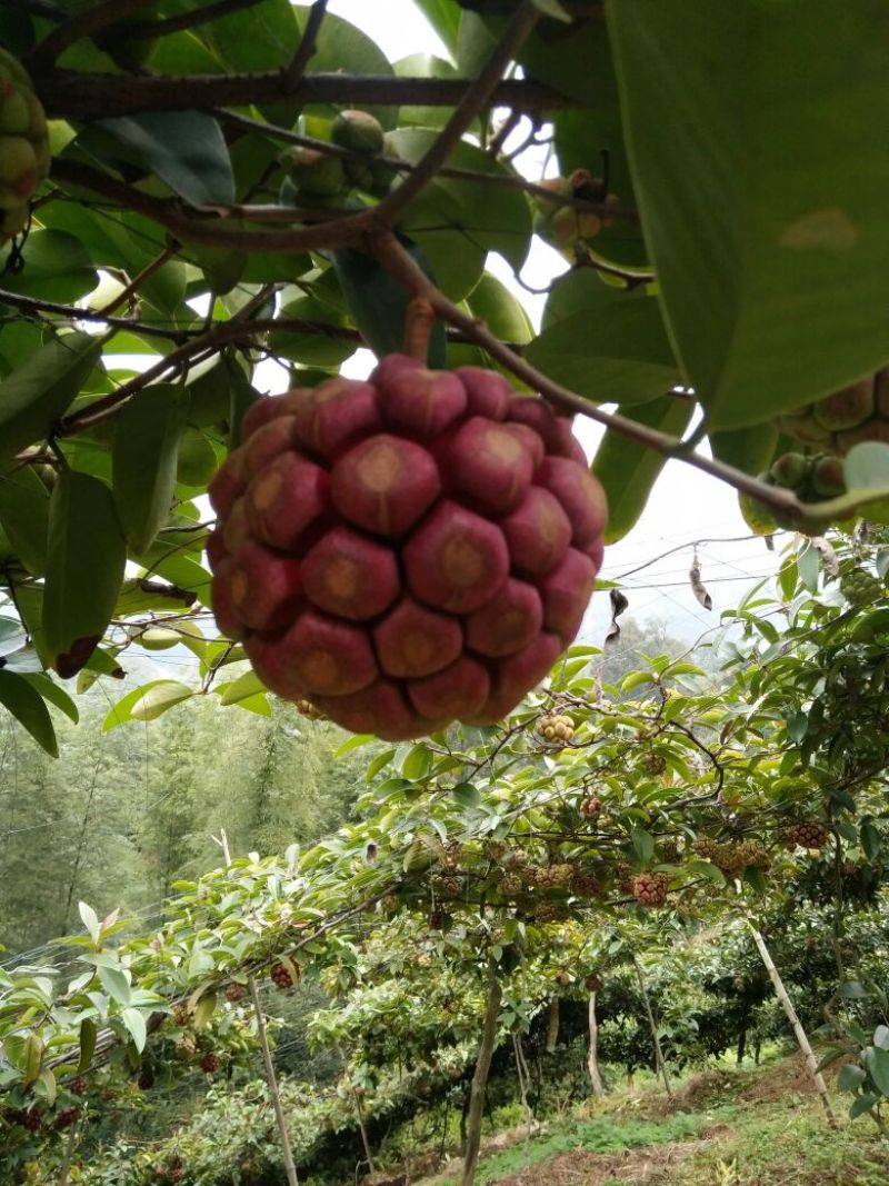 布福娜鲜果