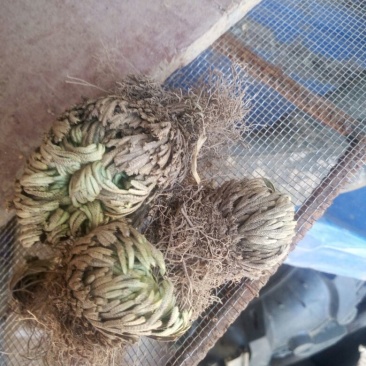 卷柏也称还魂草十元每公斤，收大货的联系