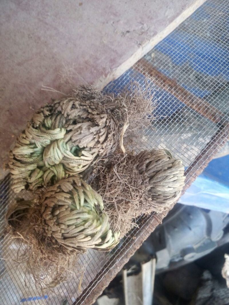 卷柏也称还魂草十元每公斤，收大货的联系