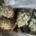 卷柏也称还魂草十元每公斤，收大货的联系
