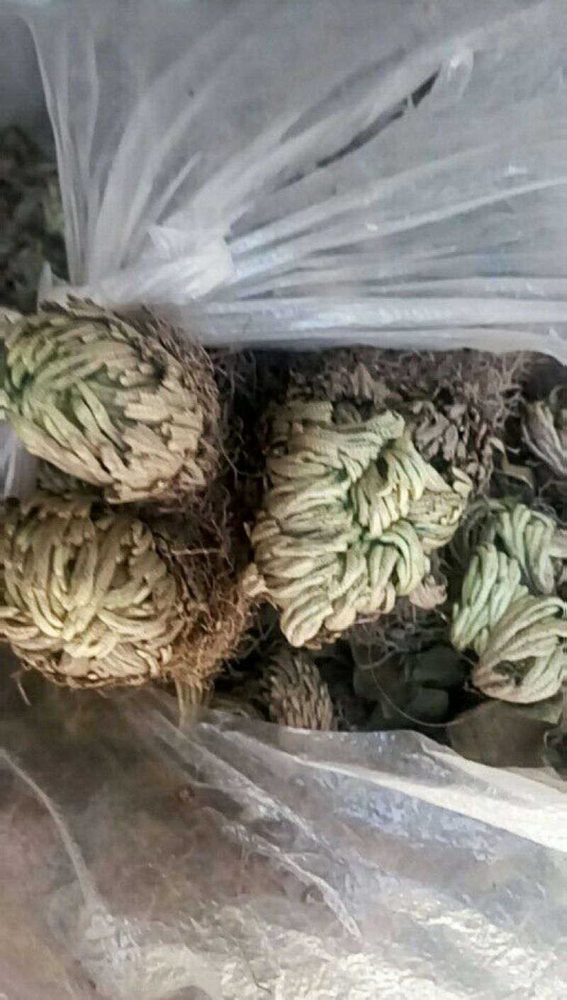卷柏也称还魂草十元每公斤，收大货的联系