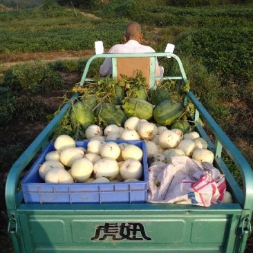 龙卷风，欧洲风暴，西农八号