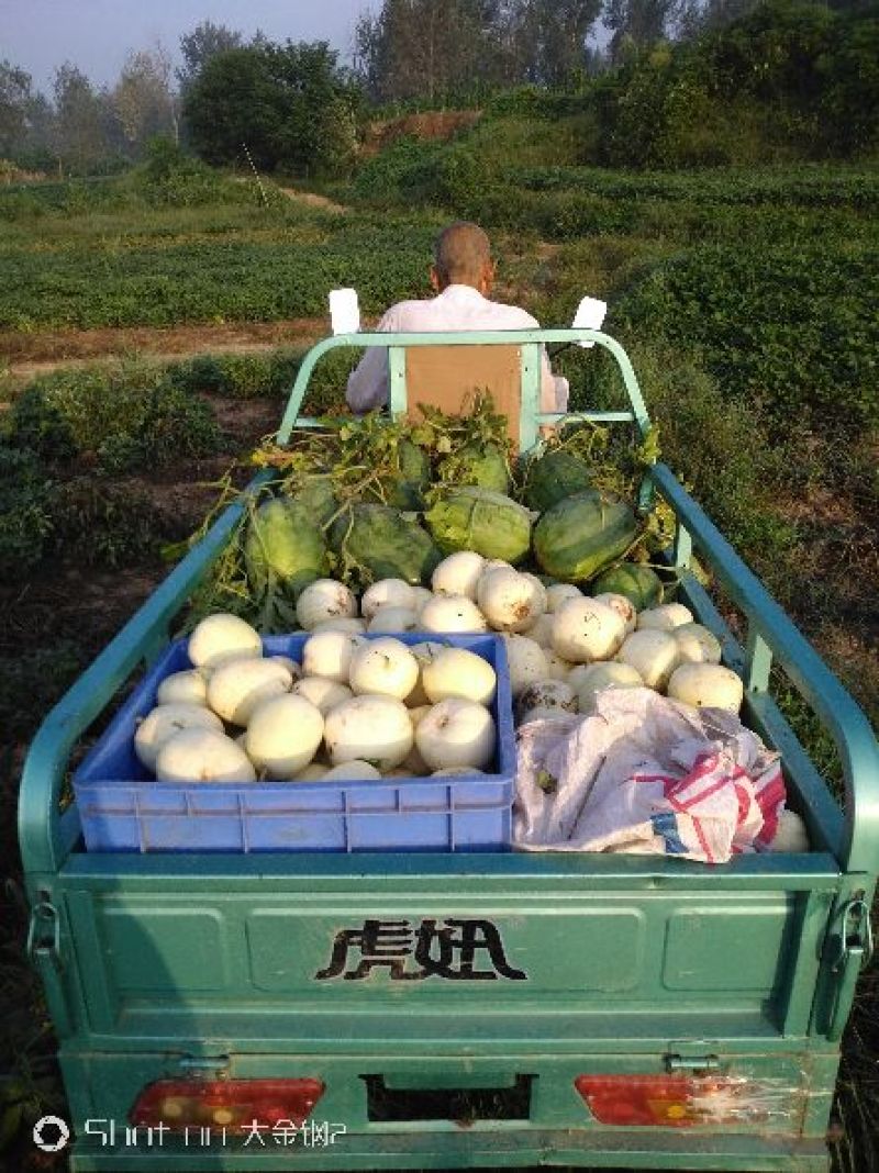 龙卷风，欧洲风暴，西农八号