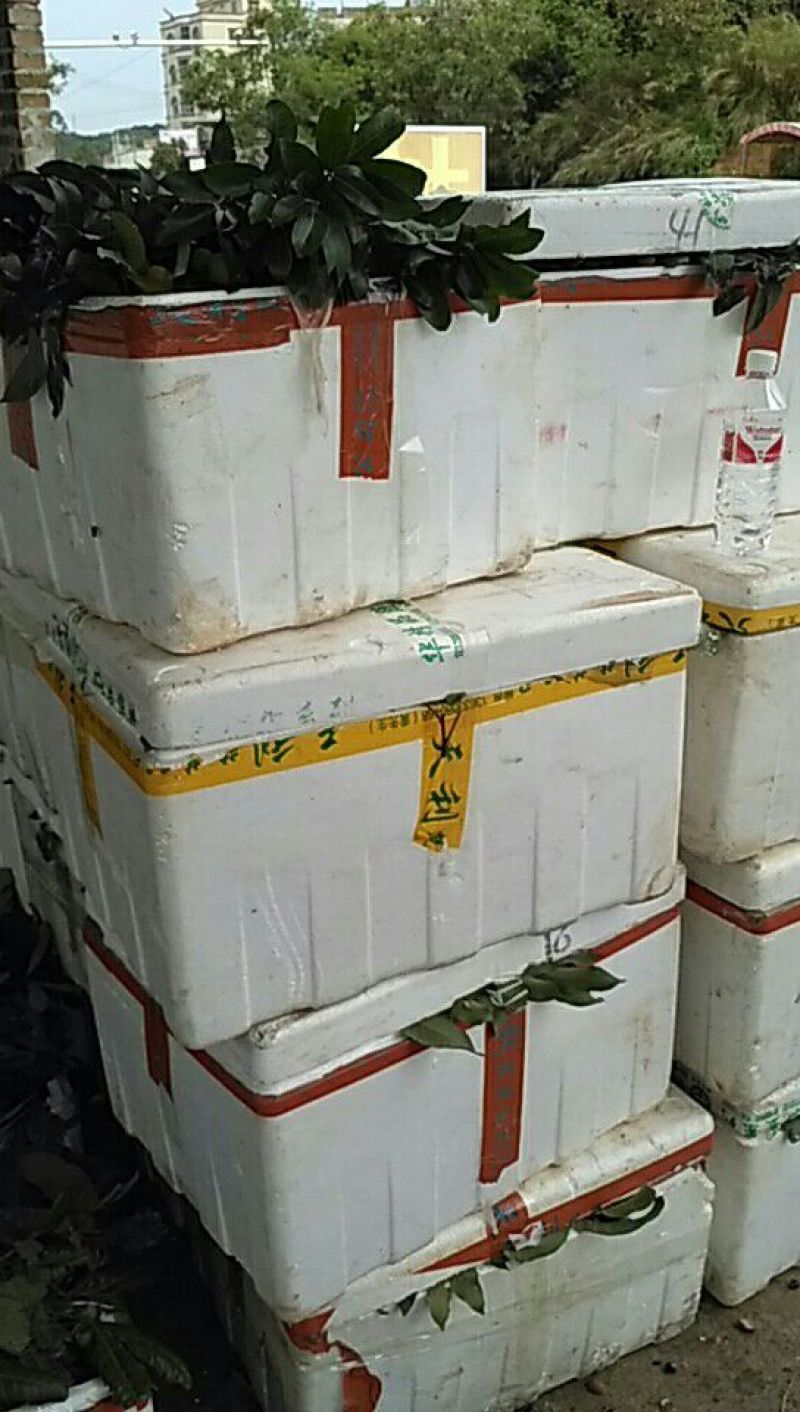 我处有二手泡沫箱供应