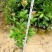 樱桃树苗2年20~30cm