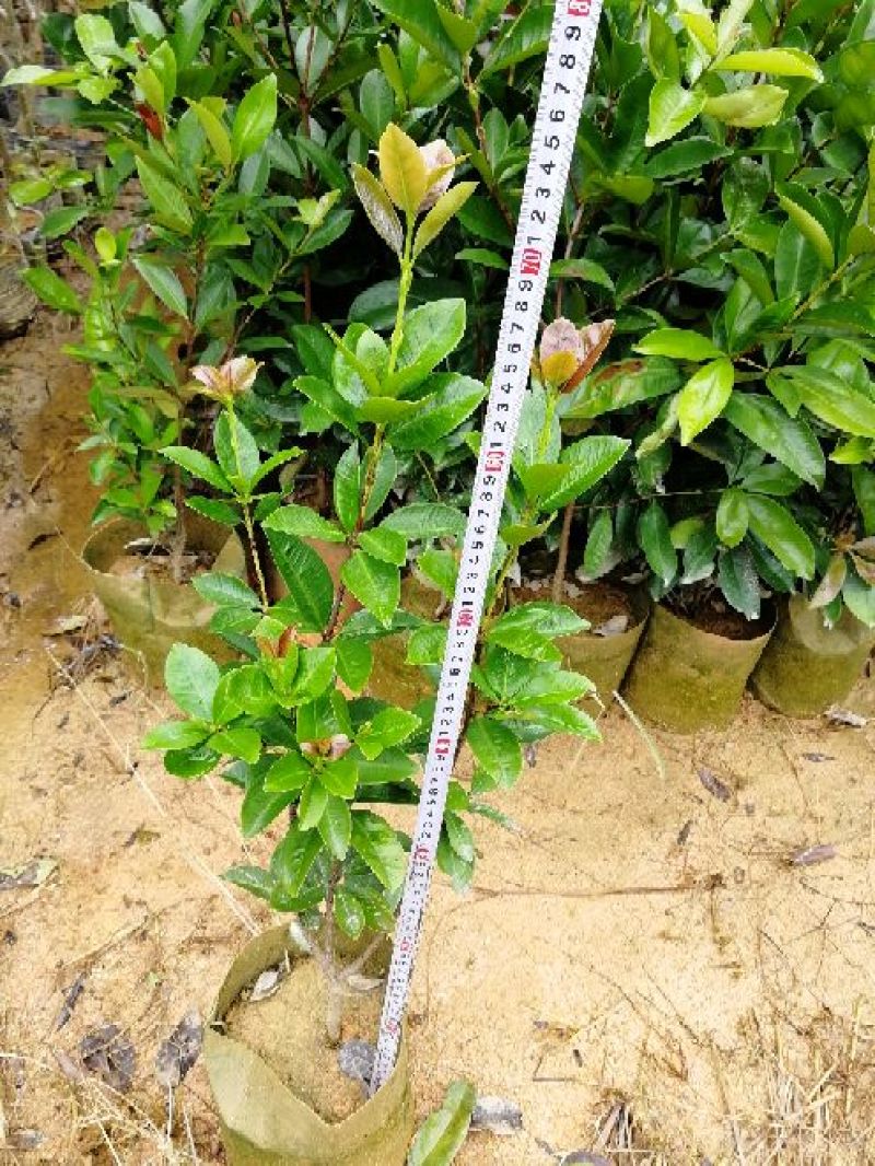 樱桃树苗2年20~30cm