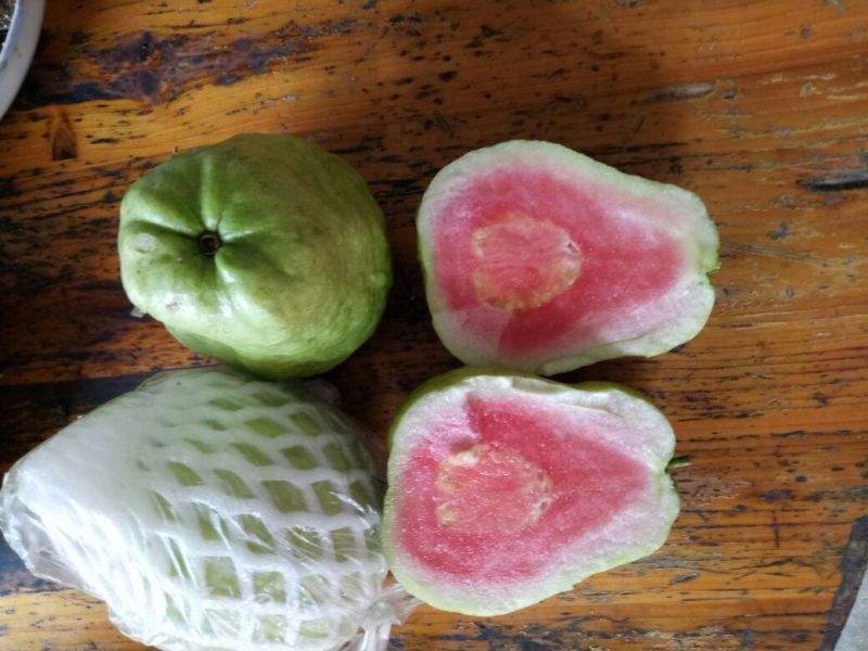 红心西瓜番石榴
