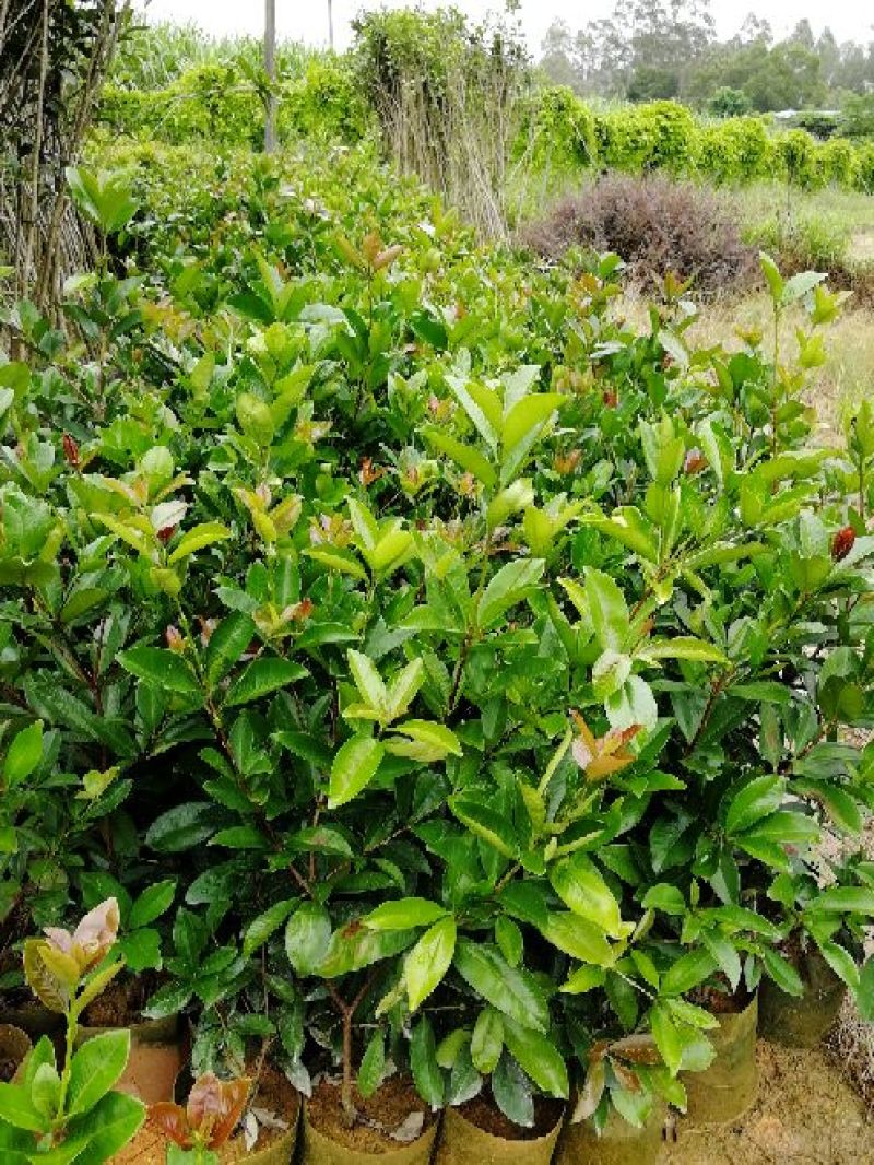 樱桃树苗2年20~30cm