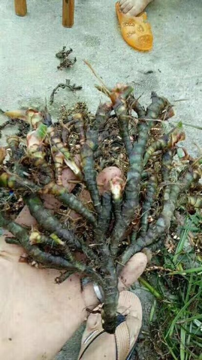 安徽野生的石菖蒲统个