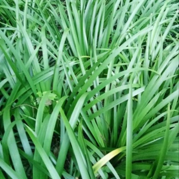 安徽野生的石菖蒲统个