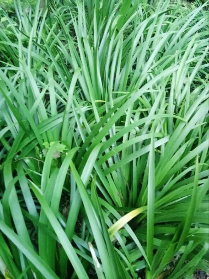 安徽野生的石菖蒲统个