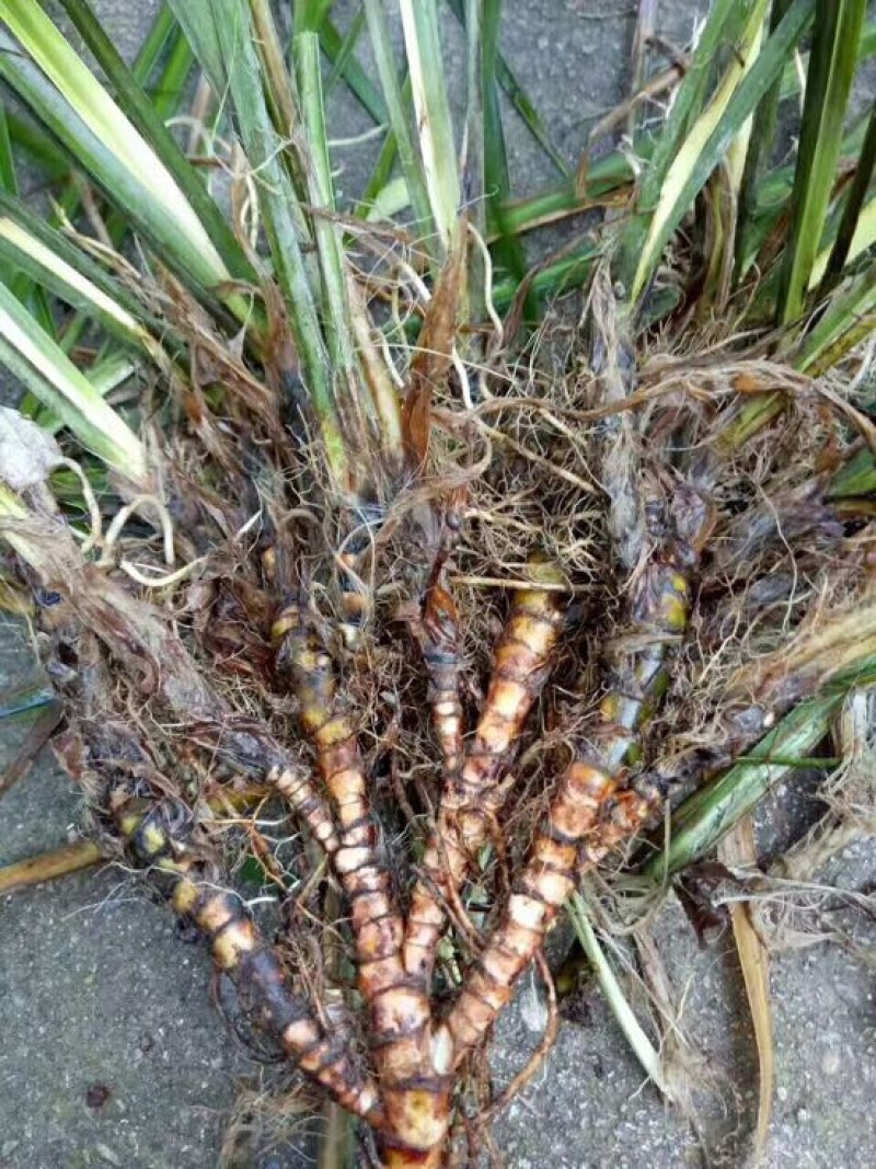 安徽野生的石菖蒲统个