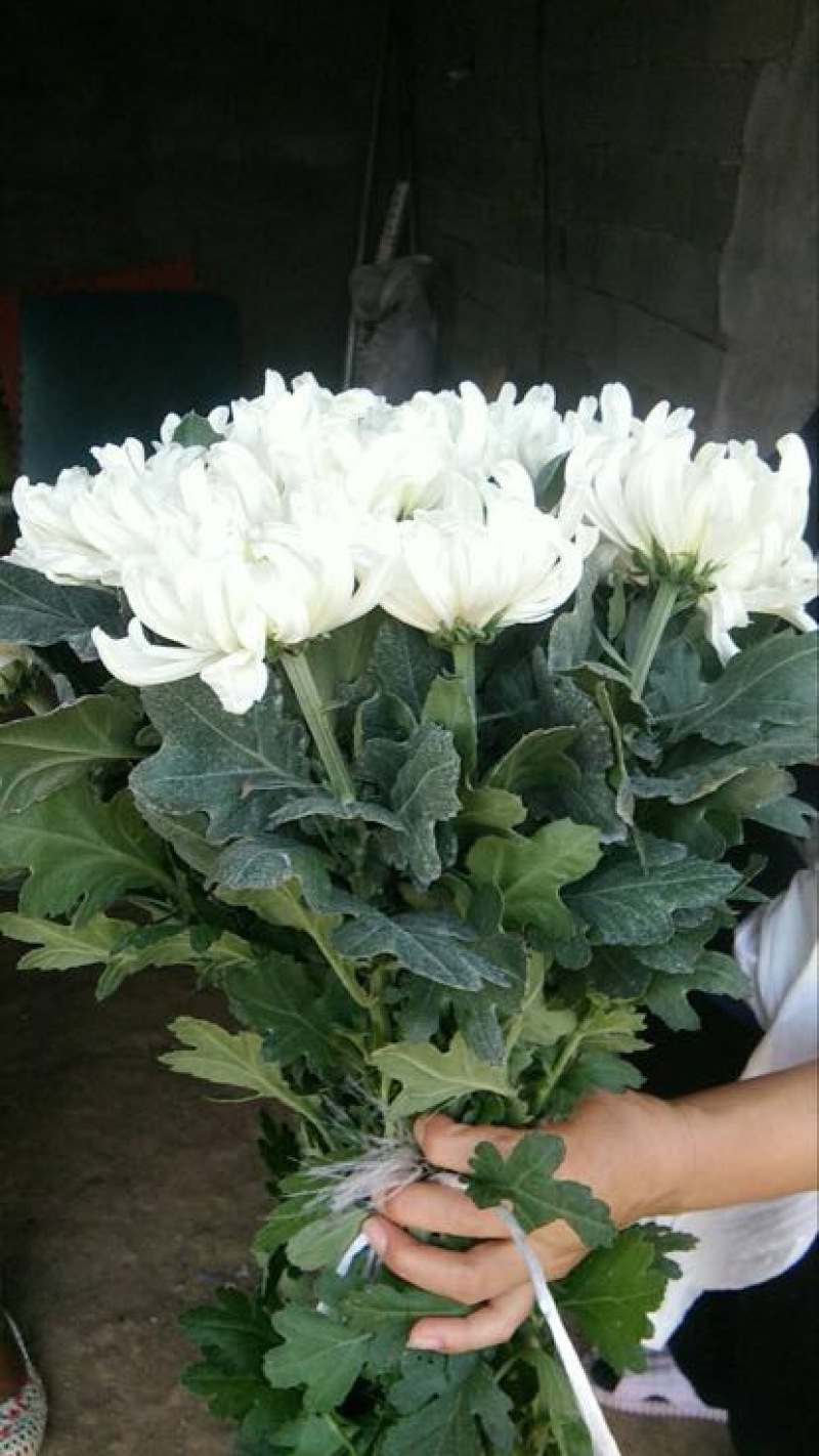 菊花（鲜切神马，幽香，黄菊）