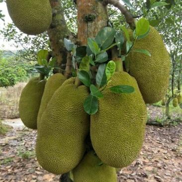菠萝蜜