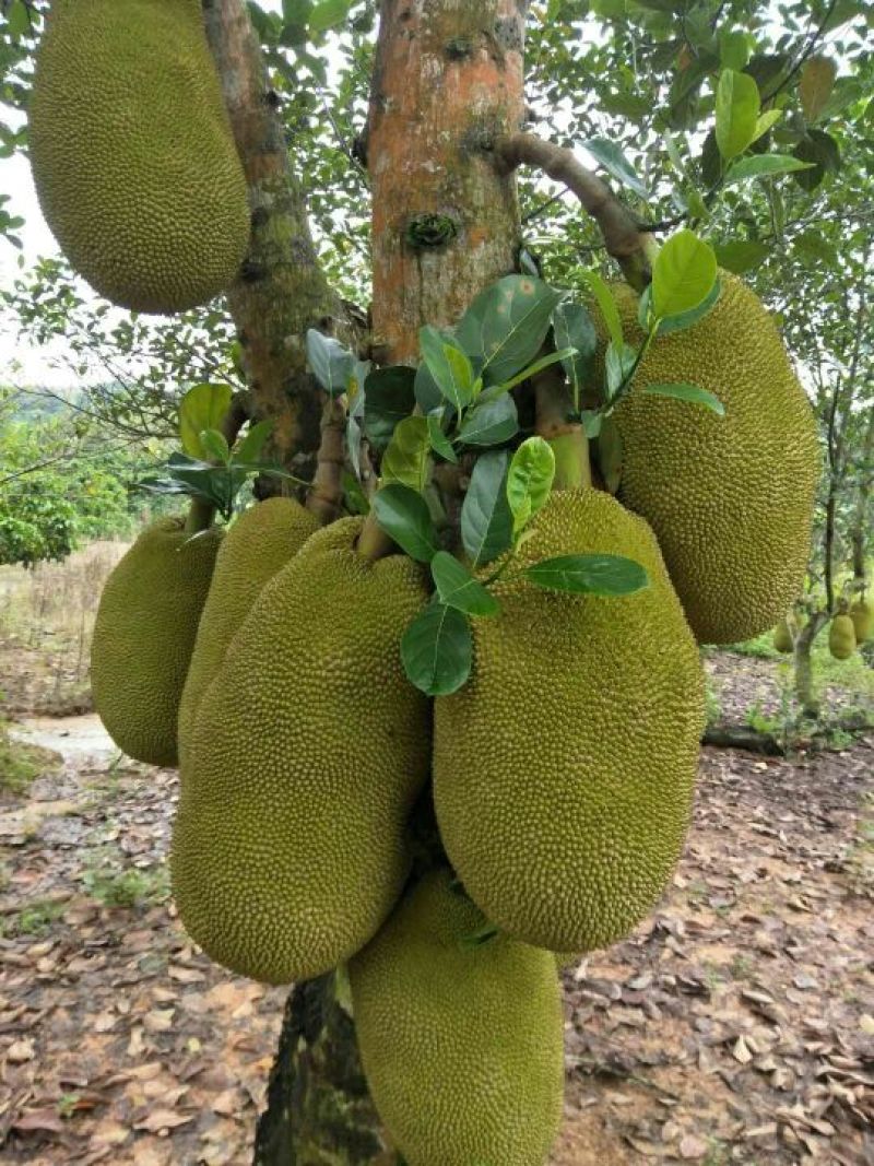 菠萝蜜
