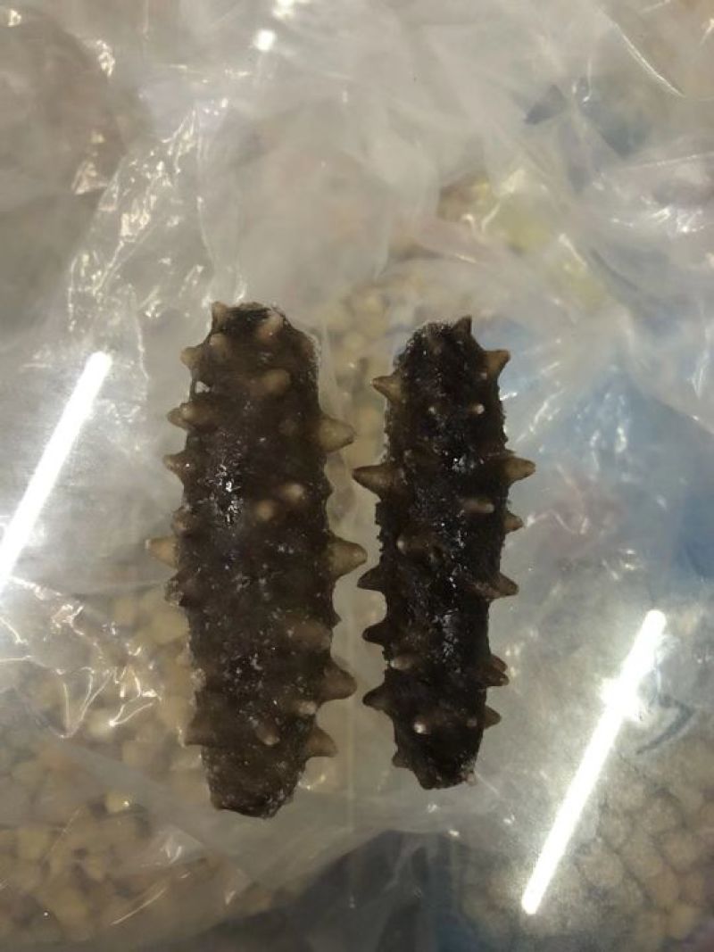 胶东即食海参