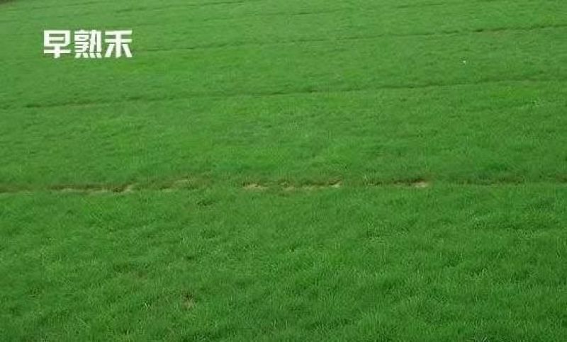 早熟禾种子净籽25-30斤/亩可货到付款