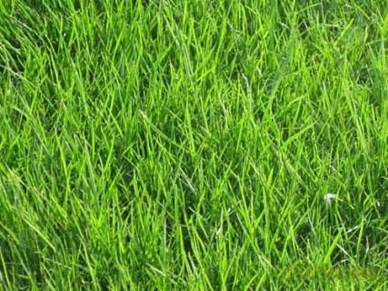 早熟禾种子净籽25-30斤/亩可货到付款