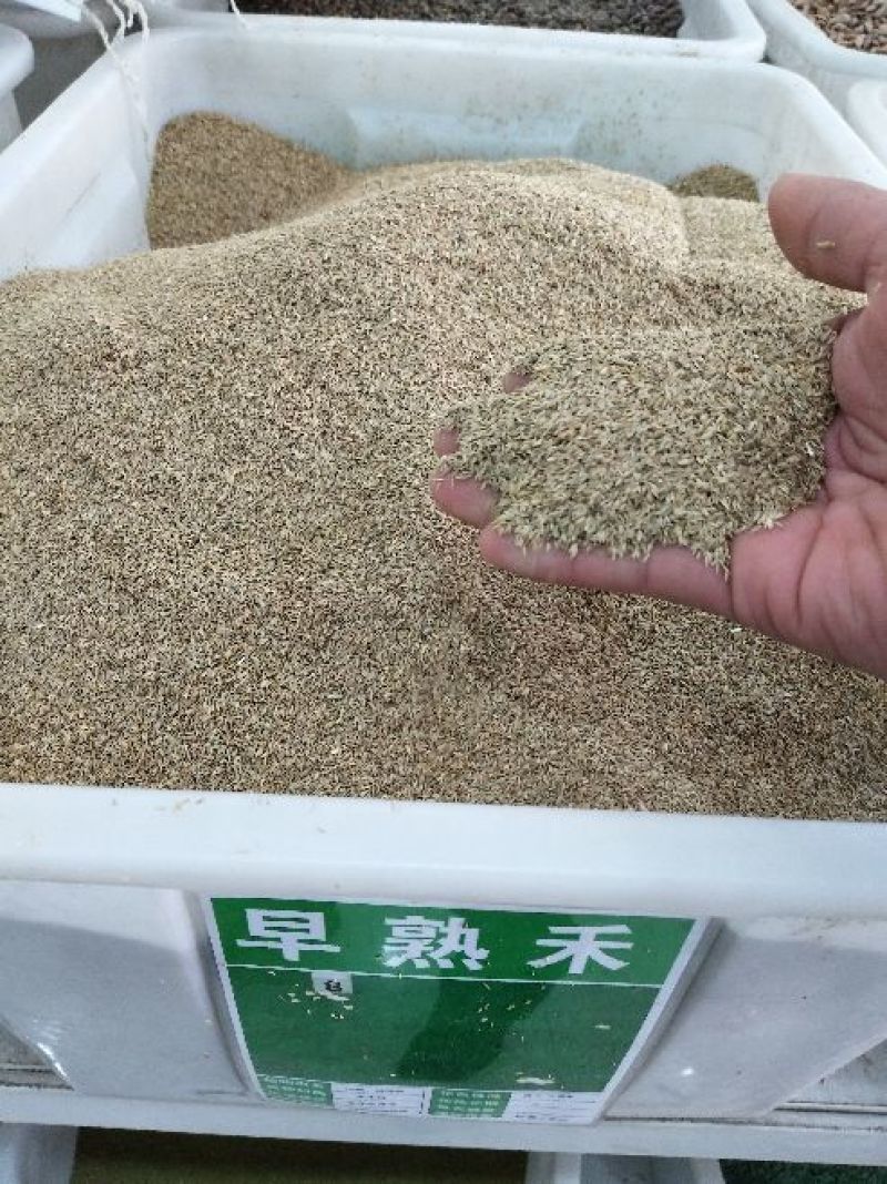 早熟禾种子净籽25-30斤/亩可货到付款