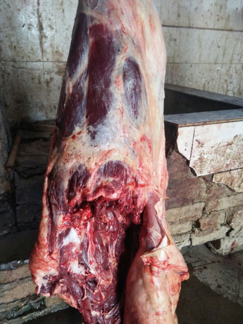 新疆屠宰厂纯驴肉，货源充足。