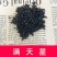 满天星种子花海种子净籽3-5斤/亩可货到付款