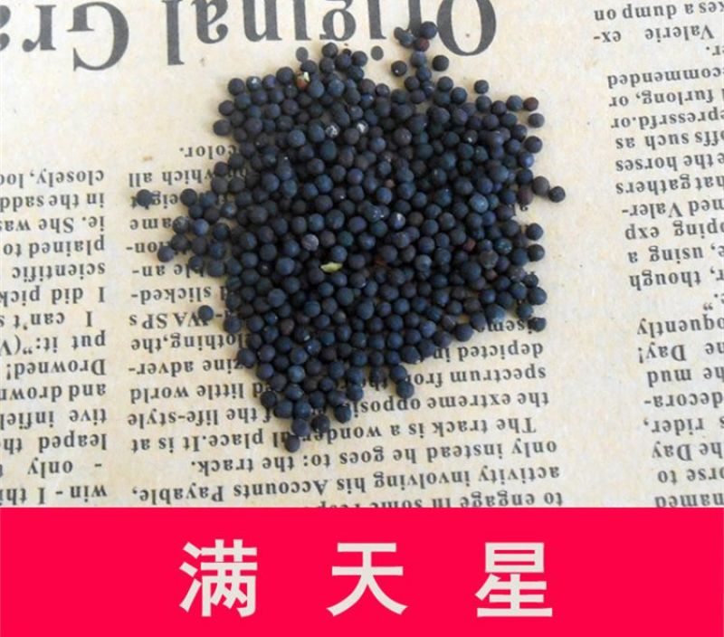 满天星种子花海种子净籽3-5斤/亩可货到付款