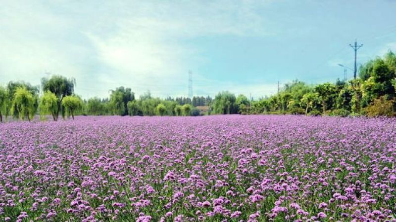 满天星种子花海种子净籽3-5斤/亩可货到付款