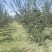 恐龙蛋杏李美国杏李系列，味帝恐龙蛋味厚