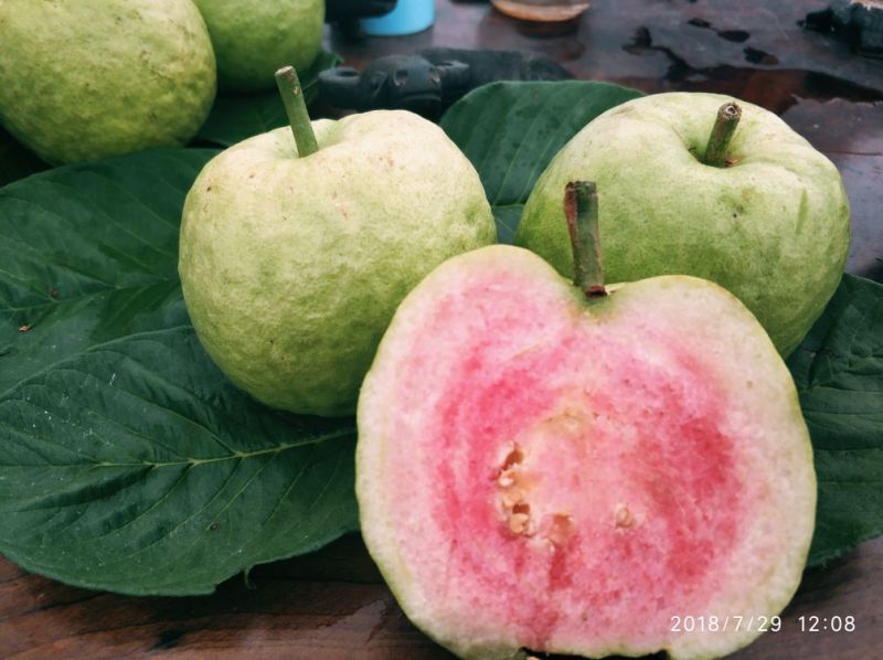 出售红宝石芭乐果，红宝石芭乐苗