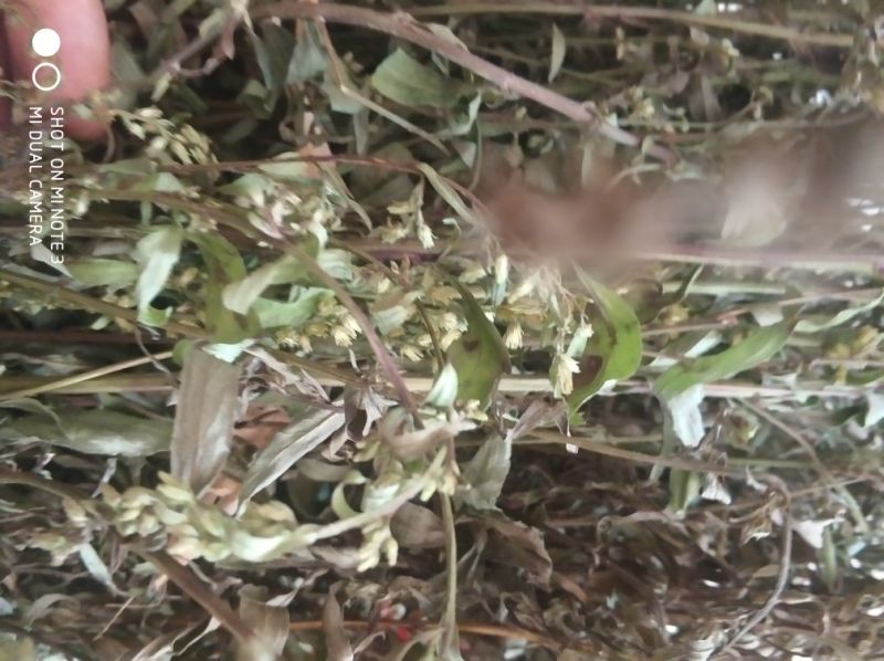 贵州中药材正品一枝黄花一束黄花包邮