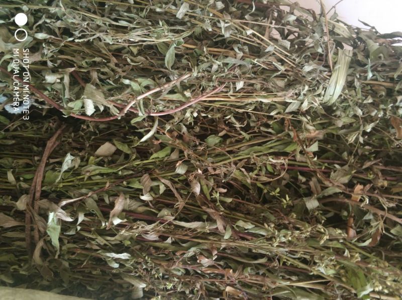 贵州中药材正品一枝黄花一束黄花包邮