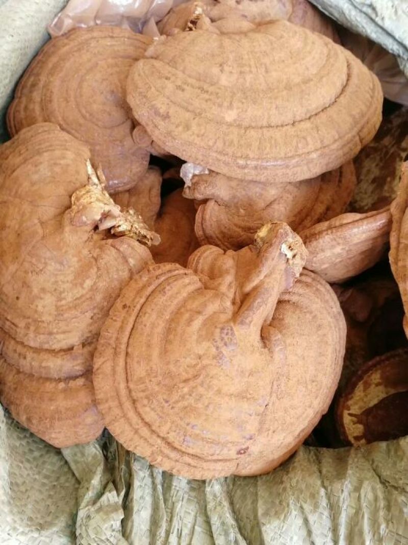 黑灵芝12~15公分