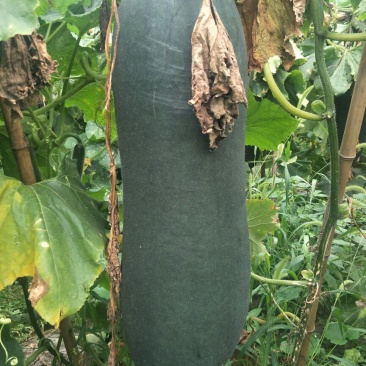 河南郸城大量供应黑皮吊冬瓜