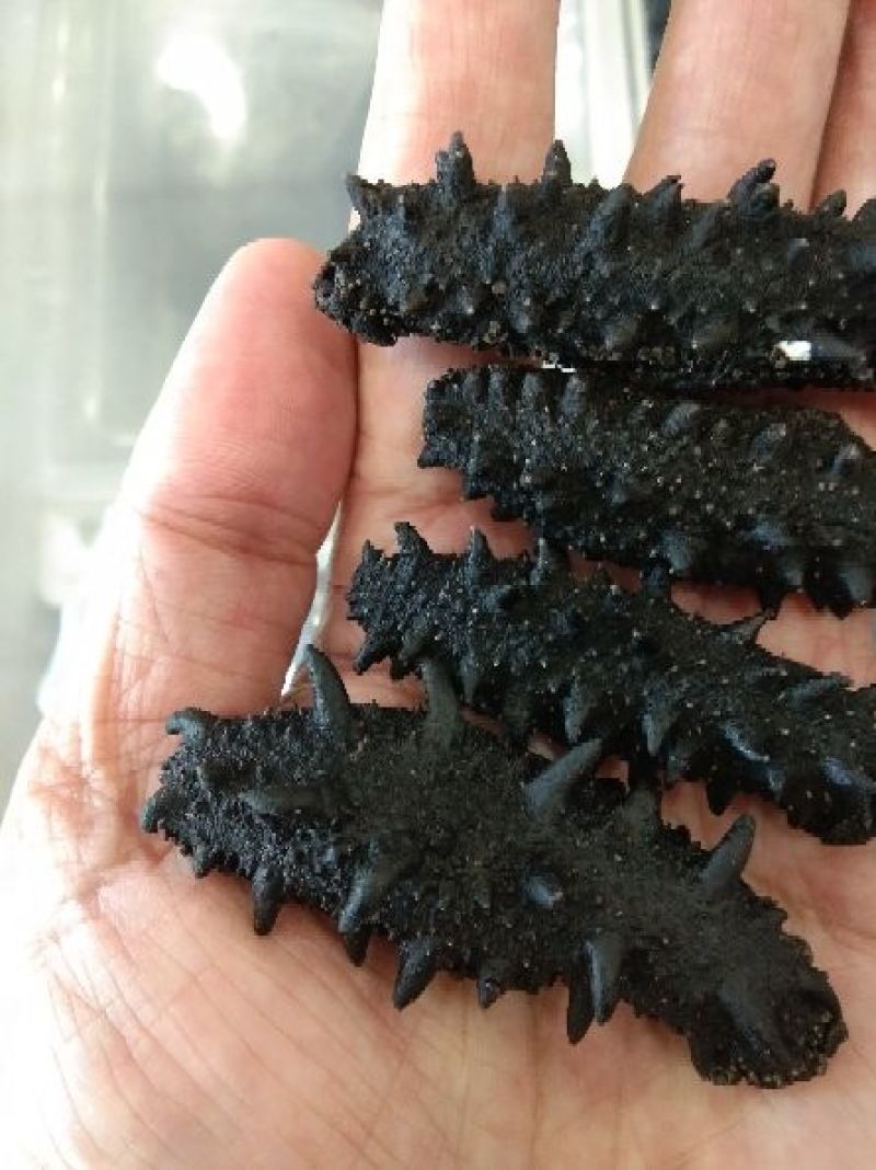 俄罗斯海参