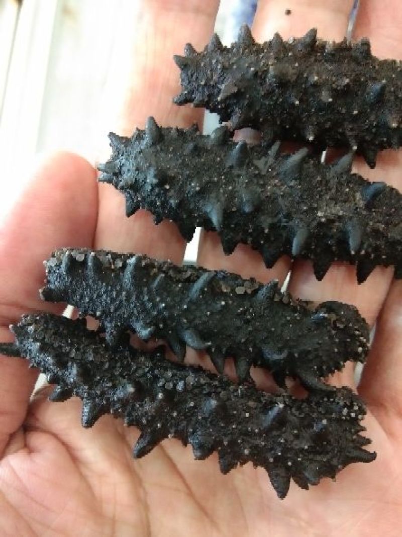 俄罗斯海参