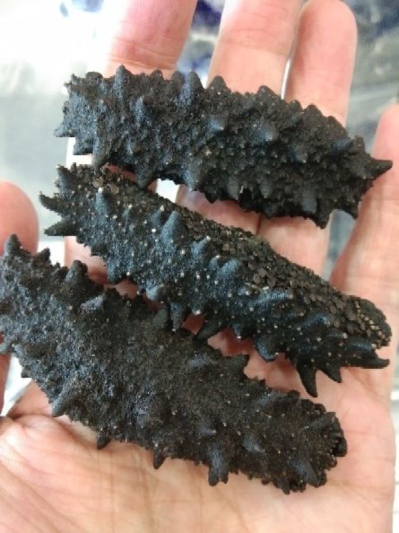 俄罗斯海参